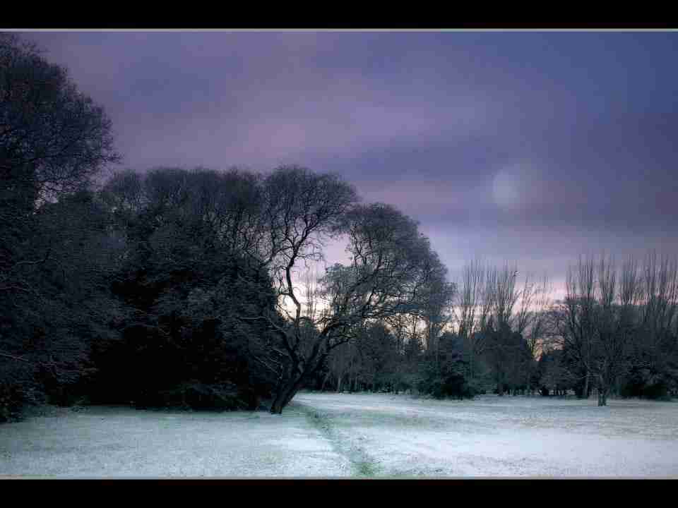 山西电子科技学院校花金书珩